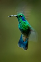 Kolibrik - Colibri cyanotus - Lesser Violetear o0721
